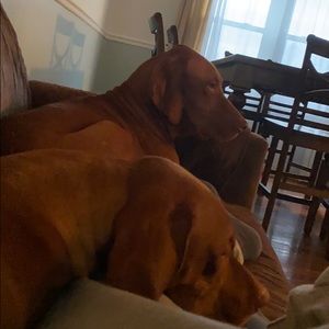 Meet your Posher, Nino